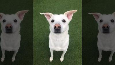 Illinois family 'destroyed' after dog mistakenly euthanized