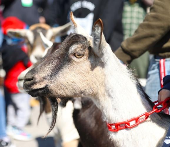 Goat at Bockfest prepars for race.JPG