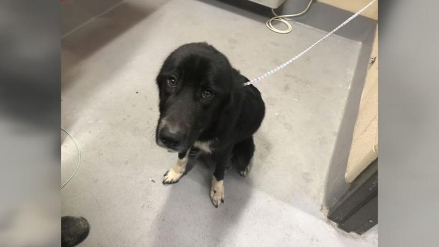 LMAS - dog surrendered at Louisville White Castle 1-26-24