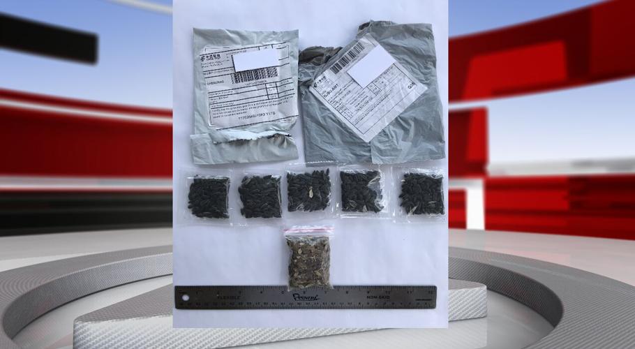 Suspicious Seeds.png