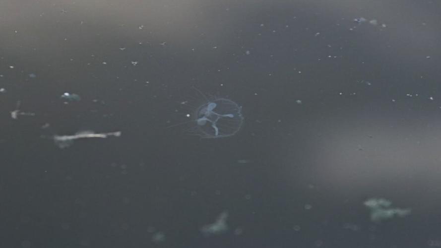 Peach blossom jellyfish in the lily pond in Shawnee Park