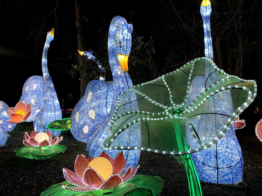 Louisville Zoo extends its Wild Lights: Asian Lantern Festival again | News | 0