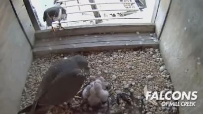 LG&E FALCON CAM