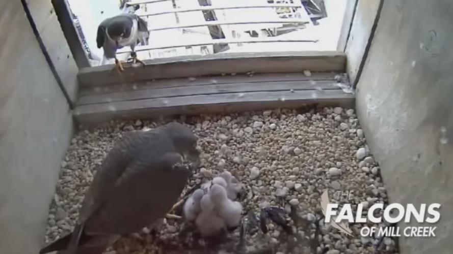LG&E FALCON CAM