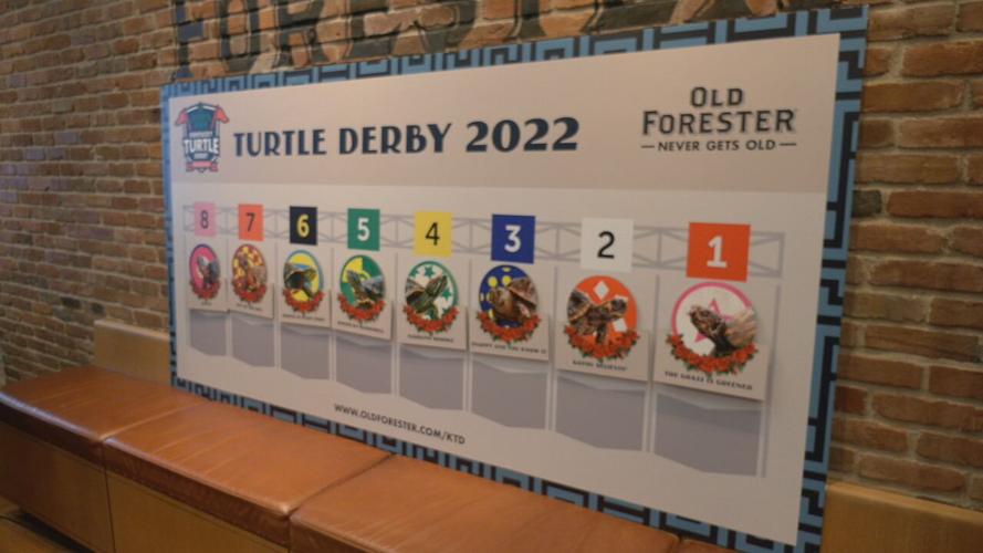 TURTLE RACE