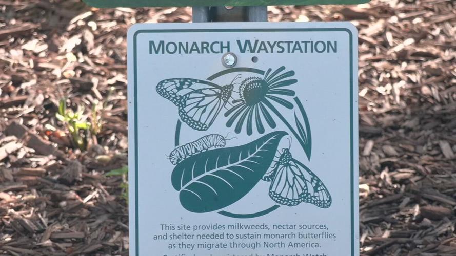 The WDRB 'Flutter Farm' habitat for monarch butterflies (as of July 21, 2023).