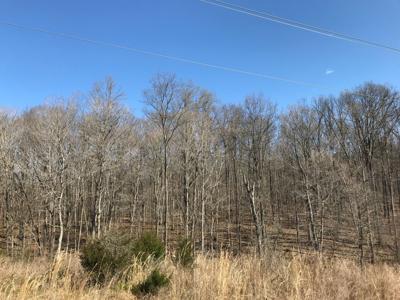 Bernheim Forest land