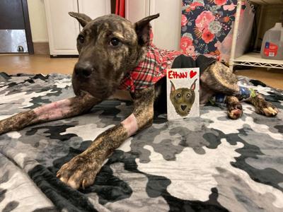 KY HUMANE SOCIETY - ETHAN - 2-7-2021.jpg