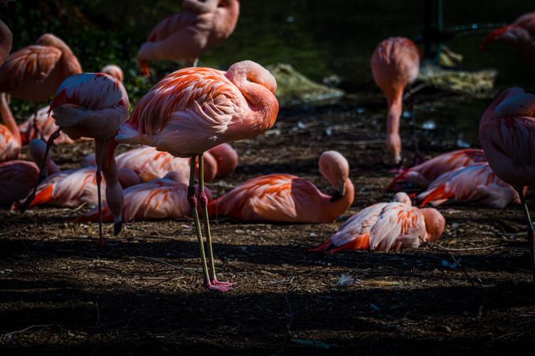 Louisville Zoo flamingos
