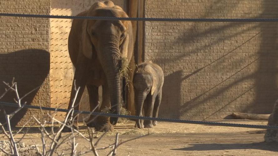 louisville zoo