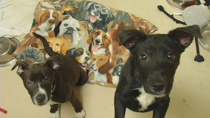 Louisville girl brings community together with dog beds