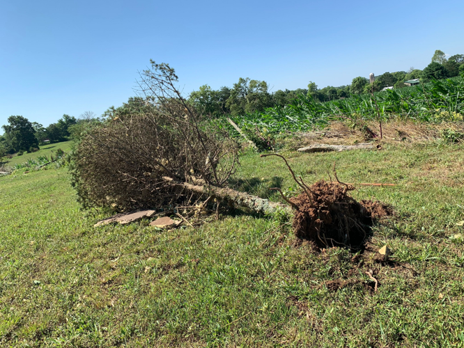 Tree down in Hardin County field
