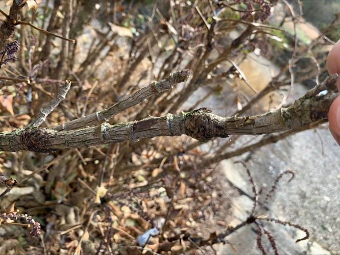 Yew Dell Botanical Gardens