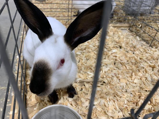 Kentucky State Fair Rabbit