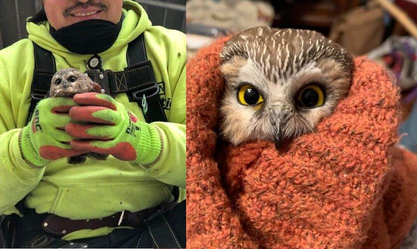 OWL IN THE ROCKEFELLER CHRISTMAS TREE - COURTESY RAVENSBEARD WILDLIFE CENTER.jpg