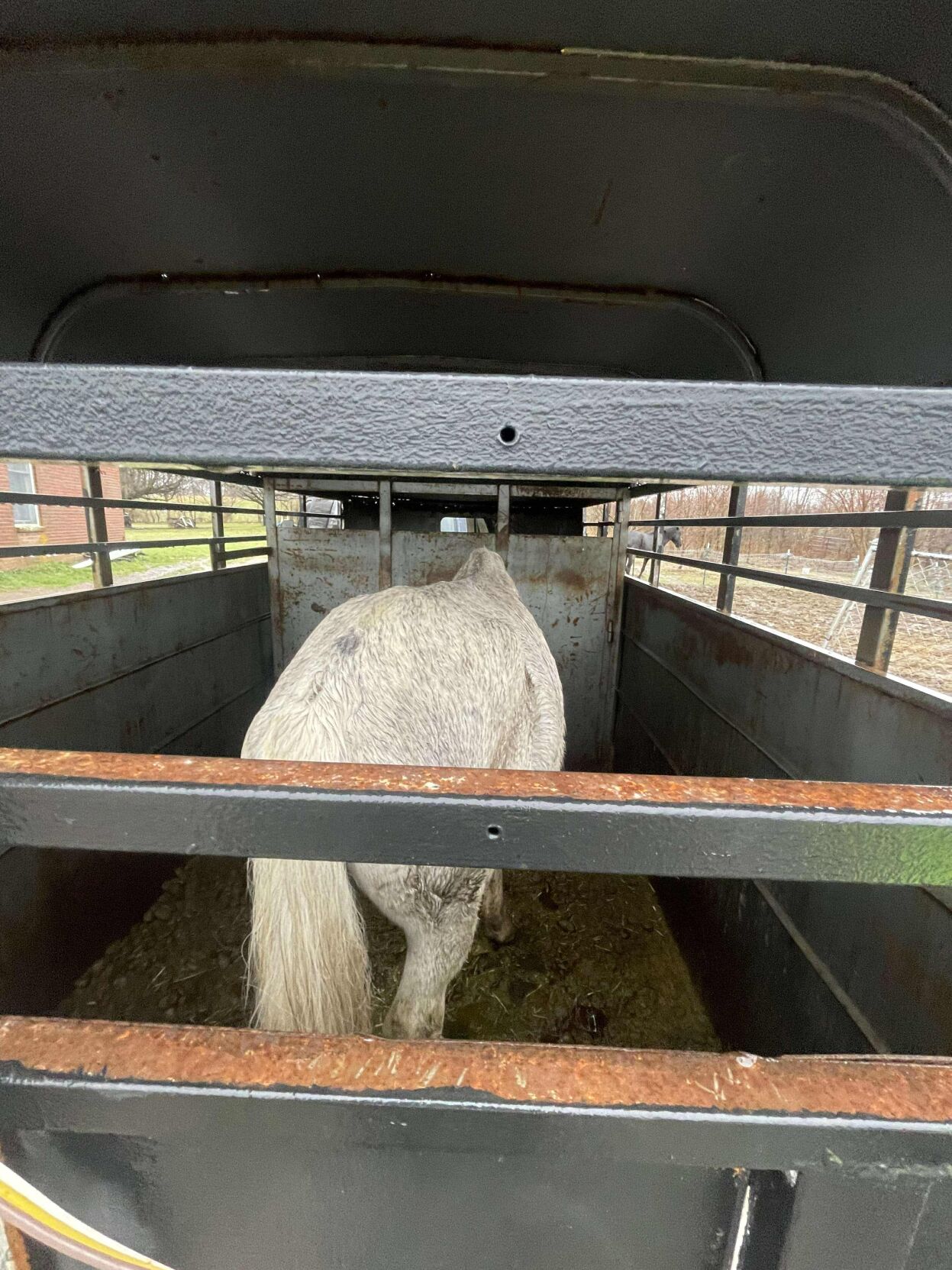KHS horse 2 12-18-24