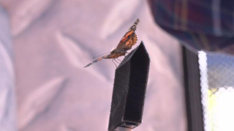 MONARCH FEST.jpeg