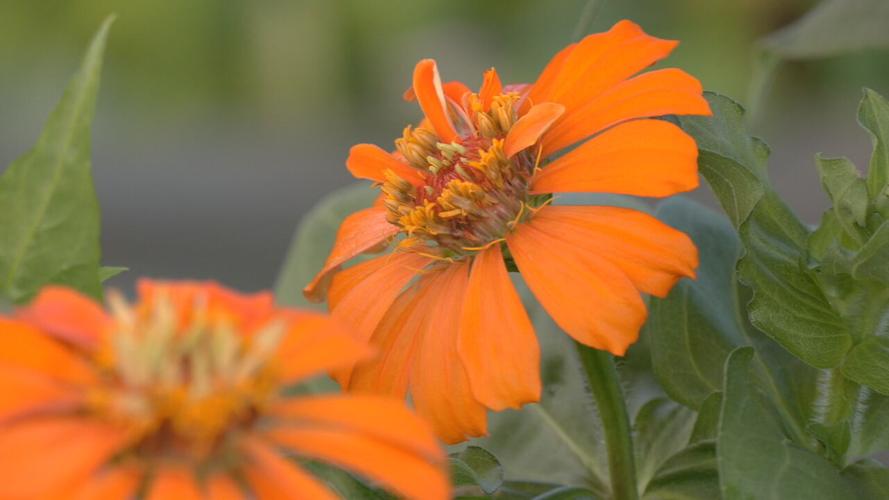 Zinnia