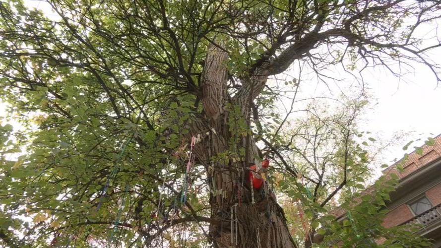 witches' tree 5