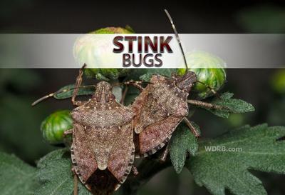 STINK BUGS: Have You Noticed A Lot Of Stink Bugs Lately?
