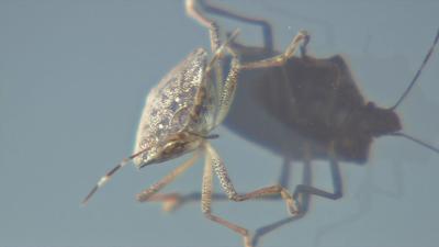 Stink bugs in Kentuckiana