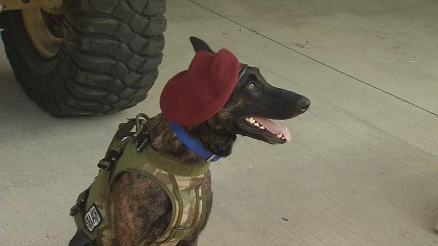 Callie, the Department of Defense's only search and rescue dog