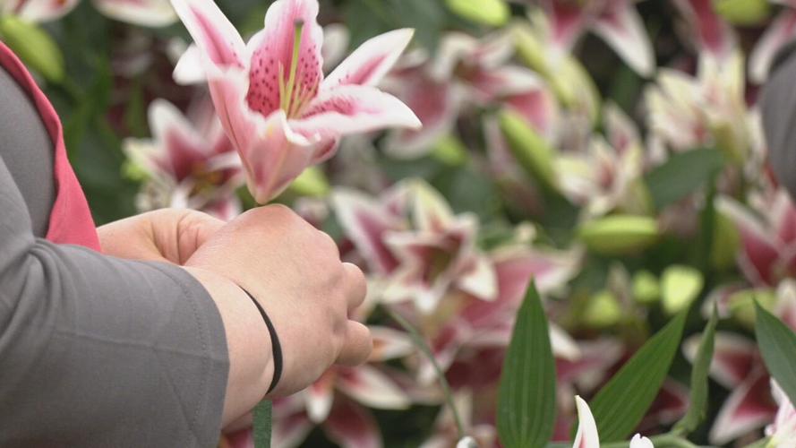 Garland of lilies 5-2-24