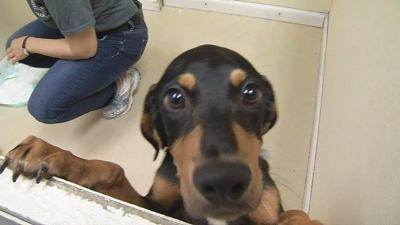 Bevin, agriculture commissioner sued over condition of Kentucky animal shelters
