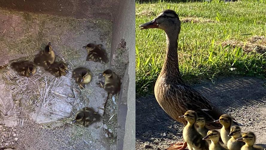 Ducks rescued by PRP firefighters on June 16, 2021