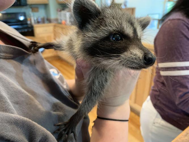 SECOND CHANCE WILDLIFE BABIES - KEITH KAISER - 6-18-19 (8).jpeg