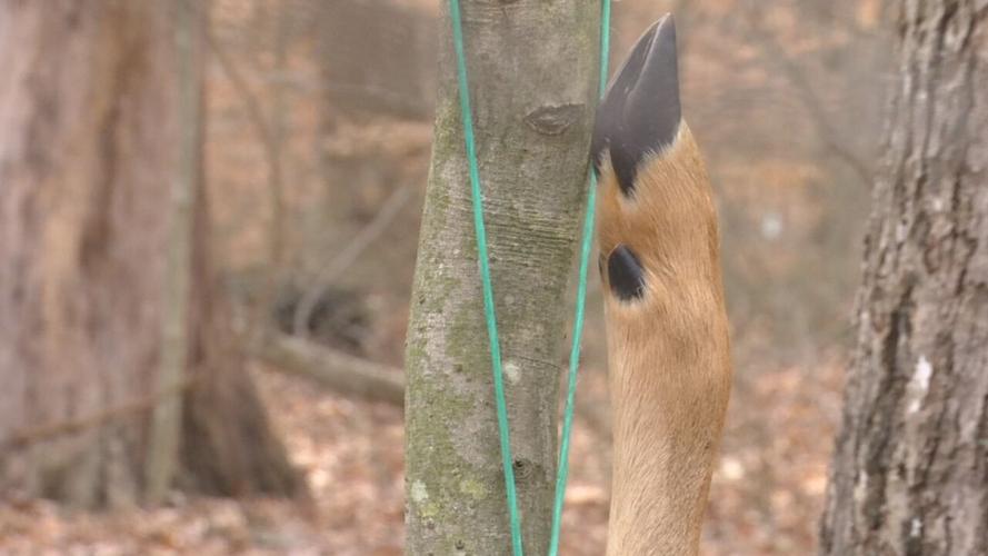 Deer tied to tree Iroquois Park