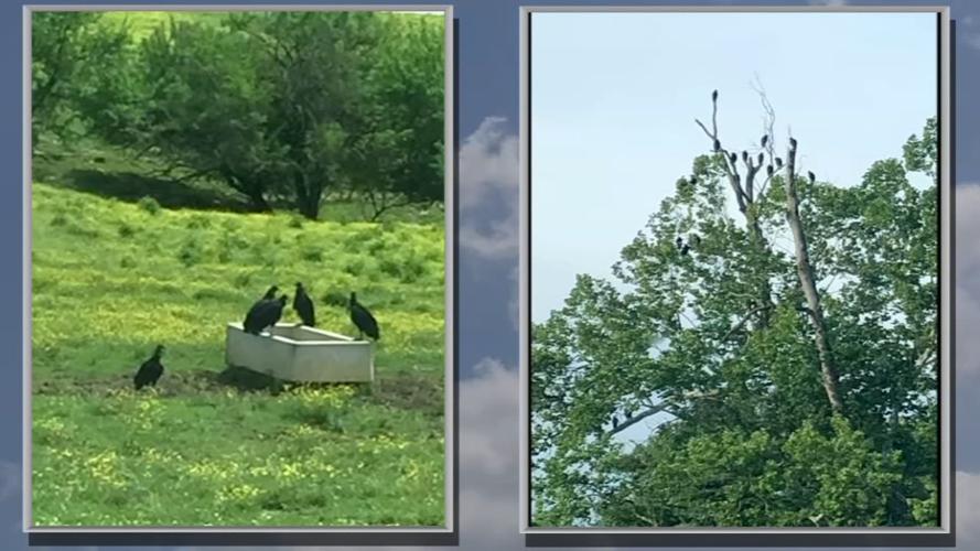 Vultures on Jeffersonville, Indiana, farm