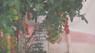 AppHarvest tomatoes.jpg
