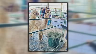 ALPACA SPRING FLING