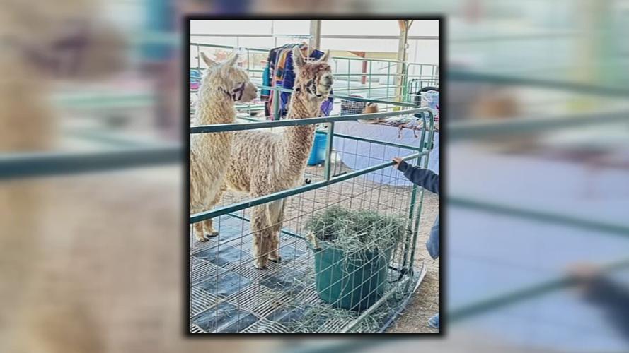 ALPACA SPRING FLING