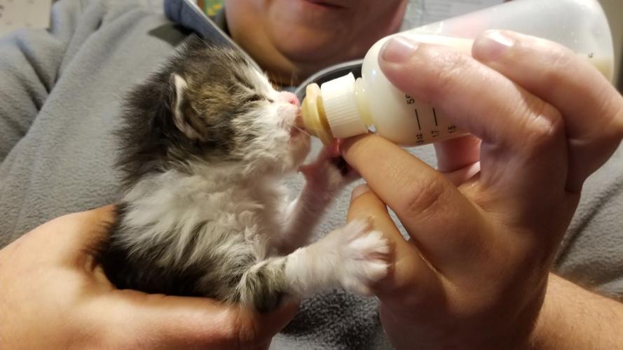 KY HUMANE SOCIETY - KITTEN SHOWER - COURTESY KHS - 6-15-2020 1 .jpg