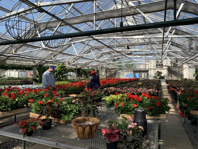 Man works inside Churchill Downs greenhouse