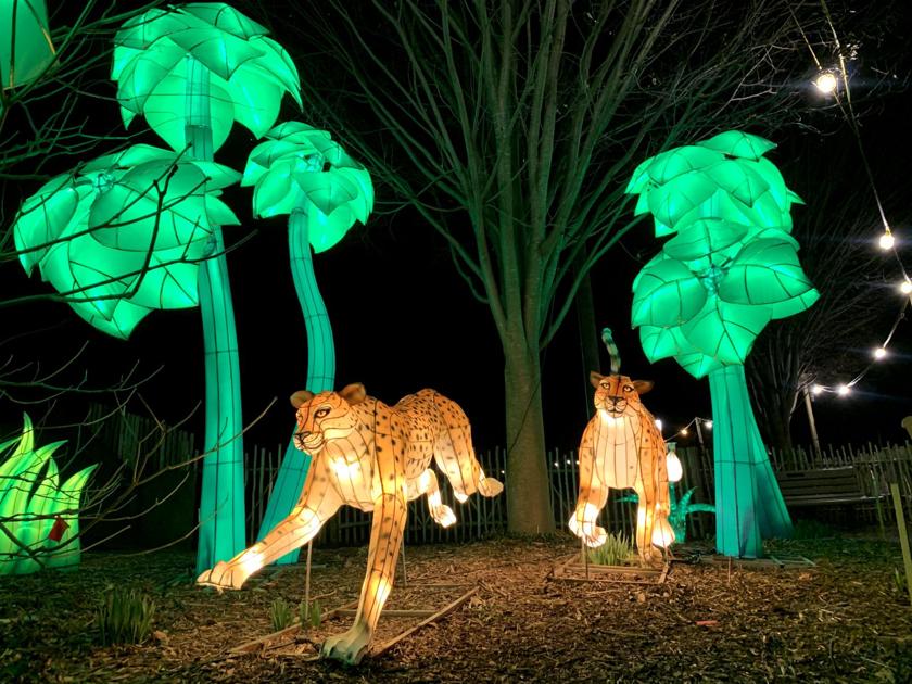 SNEAK PEEK: Louisville Zoo lights up for Asian Lantern Festival | News | 0