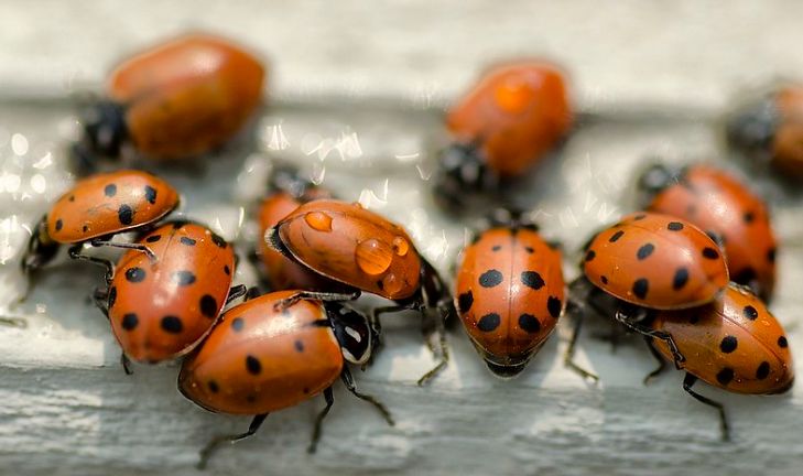 Seeing ladybugs everywhere in Toronto? Here's why