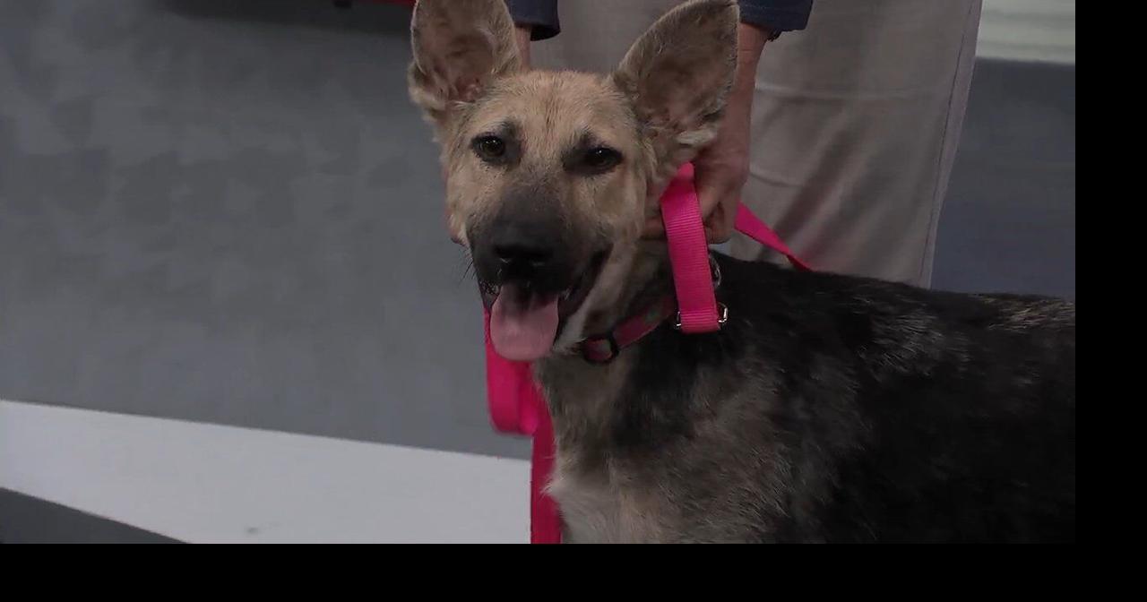 Meet Jersey from the Southern Indiana Animal Rescue