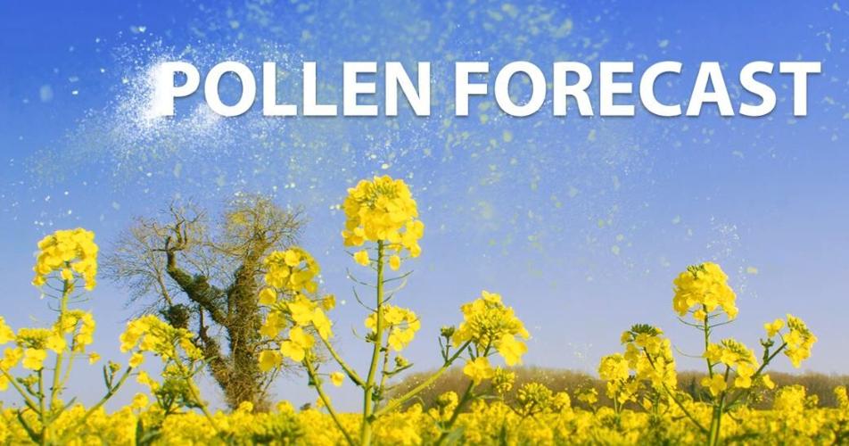 pollen forecast cover.JPG