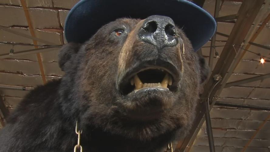 ROAR! 'Cocaine bear' has people flocking to Kentucky business to see him in  the fur | News | wdrb.com
