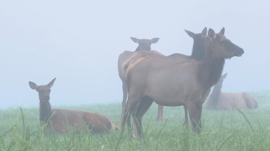 Elk in Prestonsburg