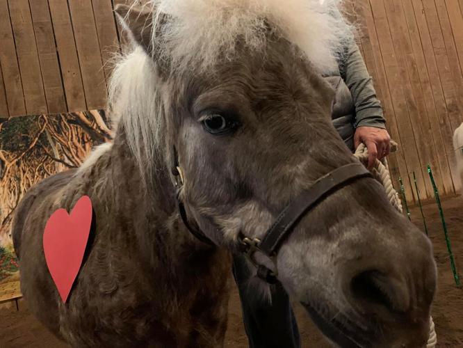 IMAGES| Mini horses win Halloween with costume party fundraiser for Opening Gates nonprofit