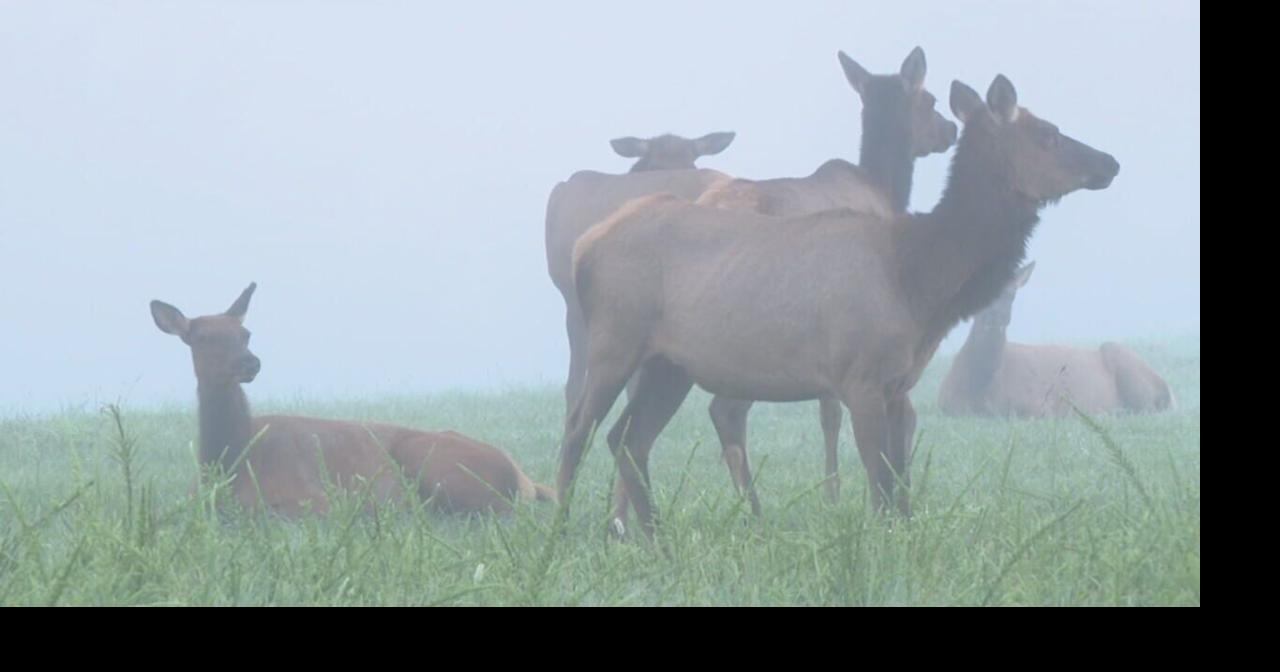 Eastern Kentucky elk herd now totals more than 10,000 Wdrbvideo
