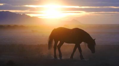 HORSE - AP FILE.jpeg