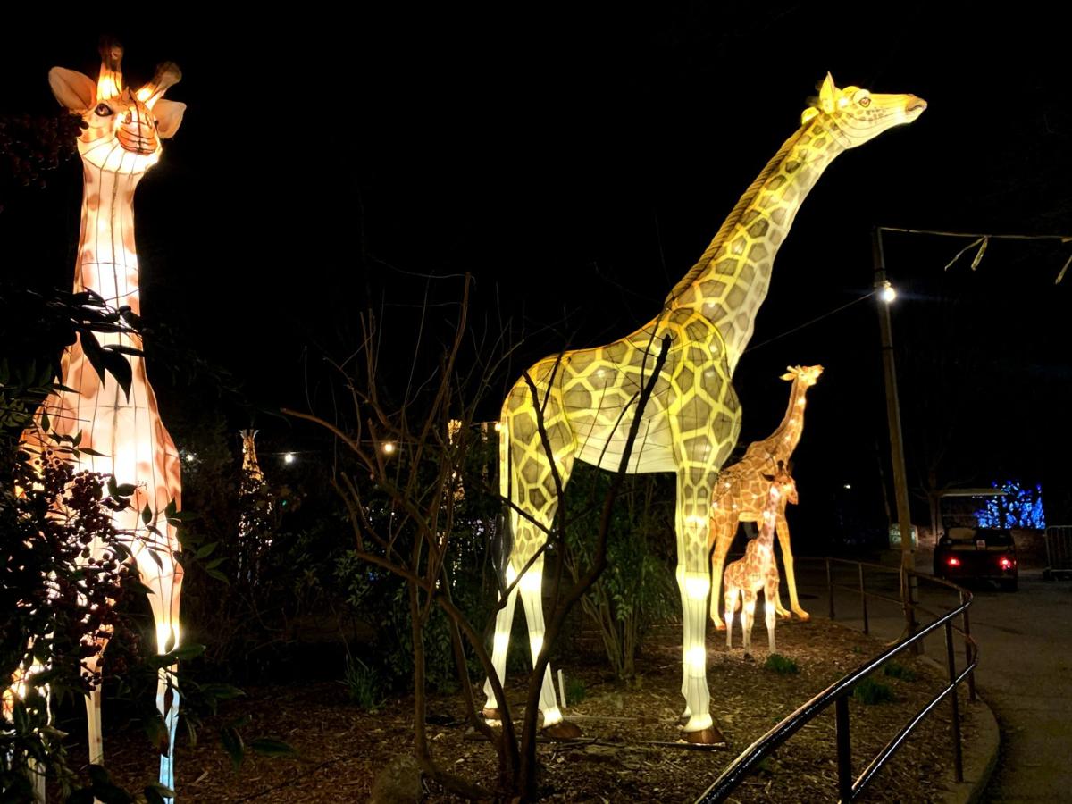 Louisville Zoo officials hope to shore up finances by extending Asian Lantern Festival | News ...