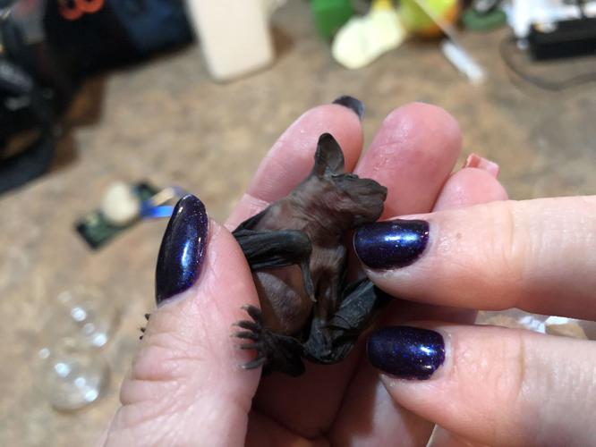 SECOND CHANCE WILDLIFE BABIES - KEITH KAISER - 6-18-19 (9).jpeg