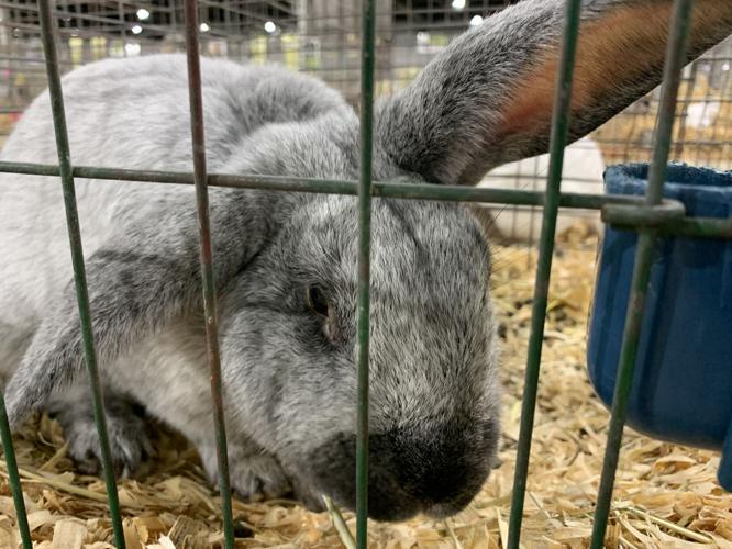 Kentucky State Fair Bunny