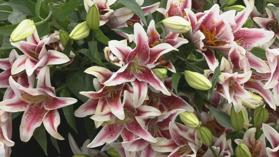 Garland of lilies 5-2-24